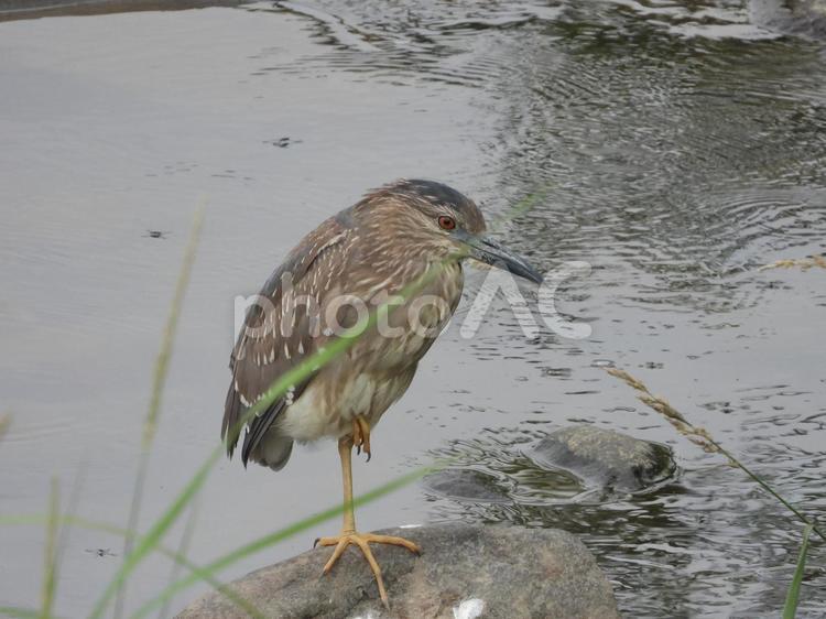 近所の小川で撮ったゴイサギの幼鳥 ゴイサギ,川面,幼鳥の写真素材