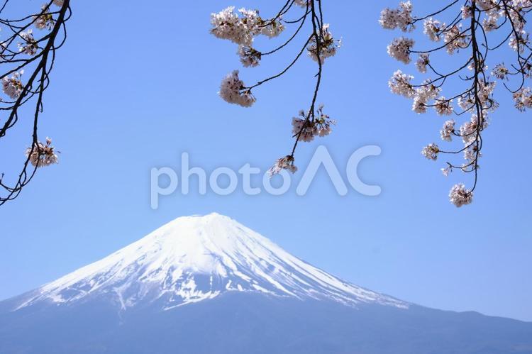 富士山と桜、青空の風景 富士山,桜,ソメイヨシノの写真素材