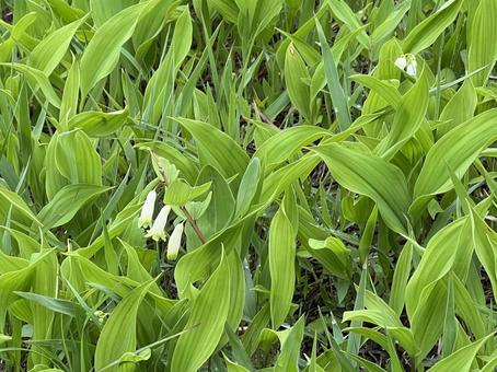 Lily of the valley-like Polygonatum, amadocoro, white flower, white, JPG
