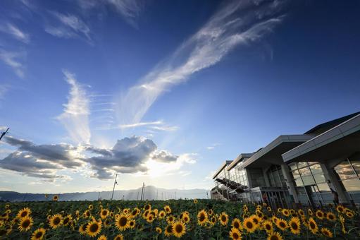 ひまわり畑と夏の空 ひまわり畑と夏の空の写真