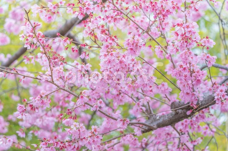 桜と新緑 桜,さくら,サクラの写真素材