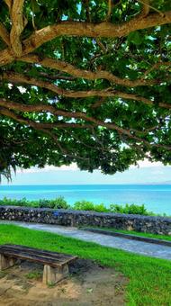 海 海,ビーチ,木の写真素材