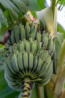 奄美大島　島バナナの写真