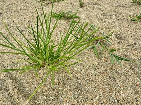 雑草のイメージ素材 雑草のイメージ素材 雑草,植物,草刈りの写真素材