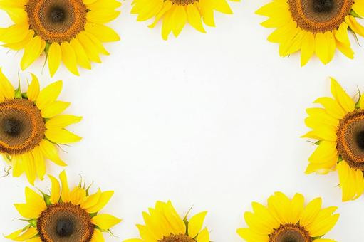 白背景に円形に並べられたひまわりの構図 白背景に円形に並べられたひまわりの構図の写真