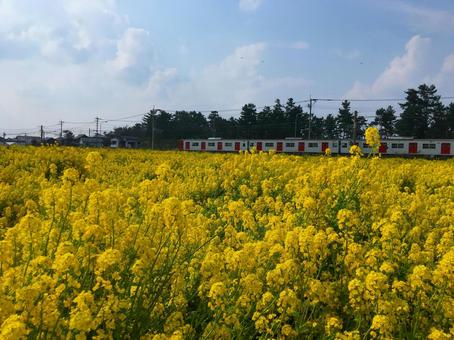 菜の花畑と電車 菜の花畑と電車 菜の花,福ふくの里,筑肥線の写真素材