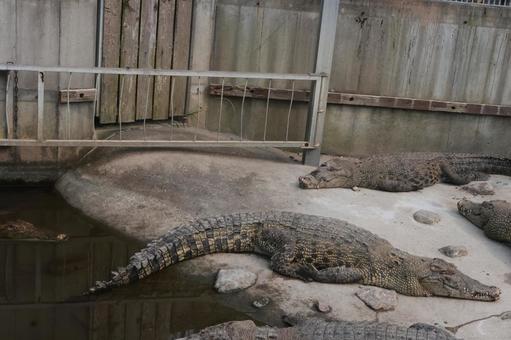 ワニ ワニ ワニ,生き物,檻の写真素材