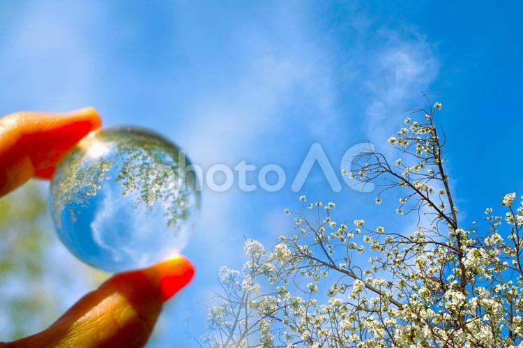 ガラスボールの中の桜と春の空 桜,お花見,青空の写真素材