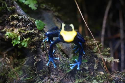 体感型カエル館 KawaZoo 体感型カエル館,kawazoo,かえるの写真素材