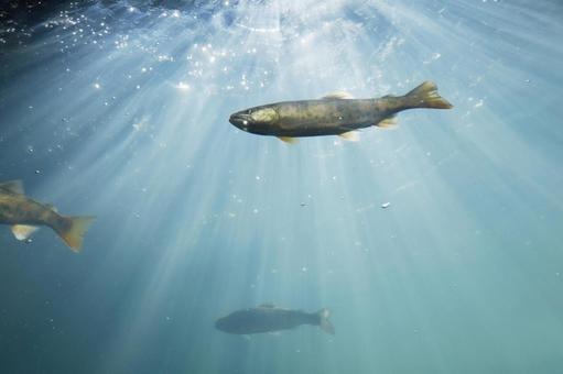 川魚 川魚,水槽,水の中の写真素材