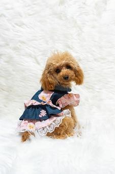 トイプードル トイプードル トイプードル,トイプー,パピーの写真素材