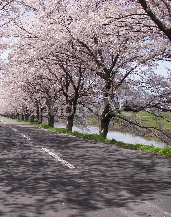 桜並木 サクラ,ピンク,春の写真素材