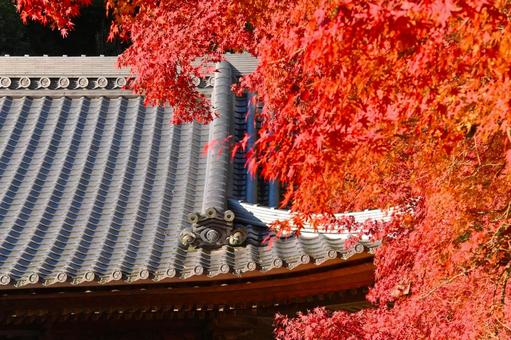 松平東照宮のもみじの紅葉 松平東照宮のもみじの紅葉の写真