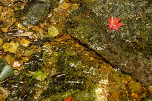 Bright red maple leaves fallen on river rocks, JPG