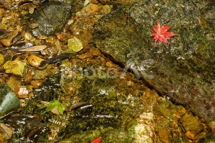 川の岩の上に落ちた真っ赤なモミジ 紅葉,自然,秋の写真素材