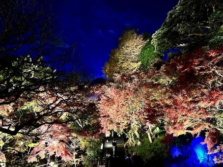 ライトアップが幻想的な紅葉 ライトアップが幻想的な紅葉 鎌倉,長谷寺,自然の写真素材