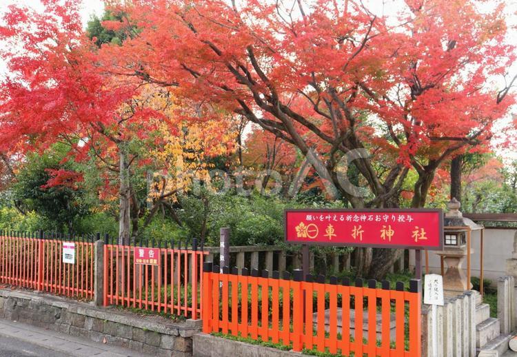 嵐電のホームから見た紅葉の車折神社 紅葉,モミジ,車折神社の写真素材