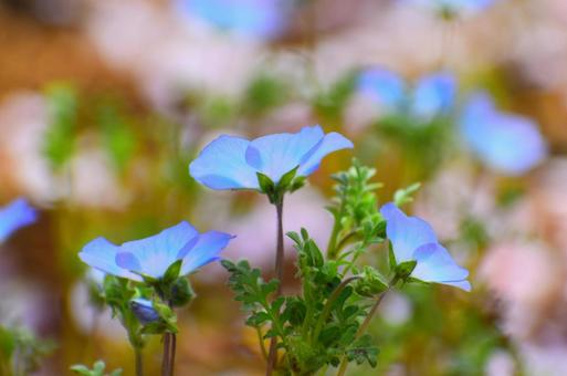 青い花 青い花,花,植物の写真素材