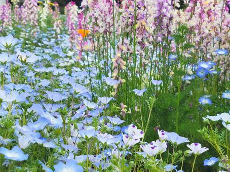 Pastel colored flower field, JPG