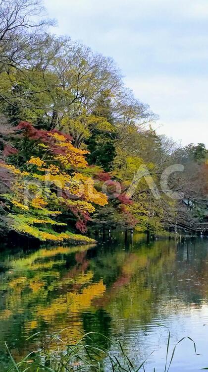 秋の井の頭公園 秋,葉,メープルの写真素材