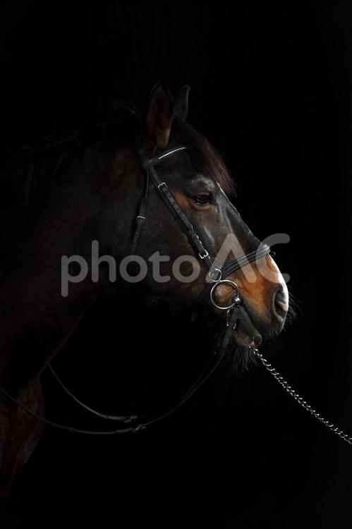 馬具を付けた茶色の馬の横顔 馬,馬の顔,アップの写真素材