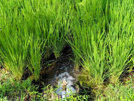 水田 水田 田,田んぼ,稲の写真素材