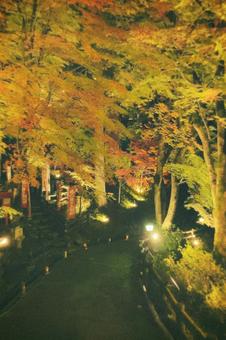 紅葉 紅葉の写真