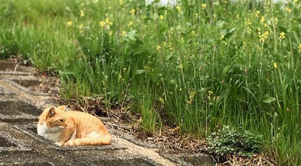 Stray cat March 2023 ② Rape blossoms and tea tigers, gatto, un gatto, gatto, JPG