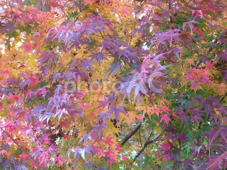 秋の紅葉の風景 秋,紅葉,木の写真素材