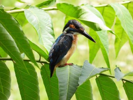 Kingfisher perching on a thin branch, पक्षी, जंगली पक्षी, तीतर पक्षी, JPG