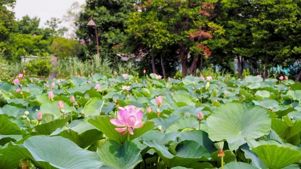 水元公園のハス池・ピンクの蓮の花・葛飾区 水元公園のハス池・ピンクの蓮の花・葛飾区の写真