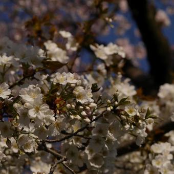 桜 桜の写真