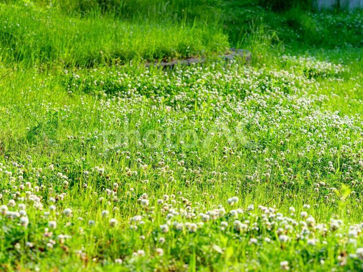 公園の白詰草 シロツメグサ,シロツメグサの花,花の写真素材