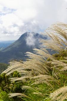 ススキ 緑,植物,山の写真素材