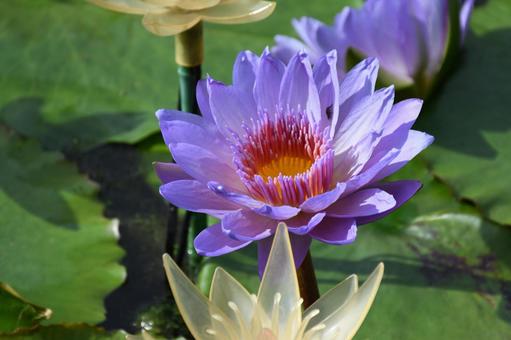 睡蓮 花,植物,紫の写真素材