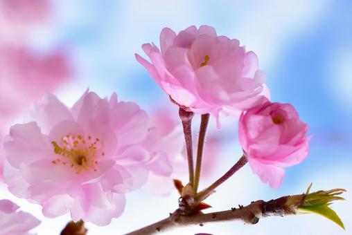 春の桜 背景素材 満開とつぼみ 春の桜 背景素材 満開とつぼみの写真