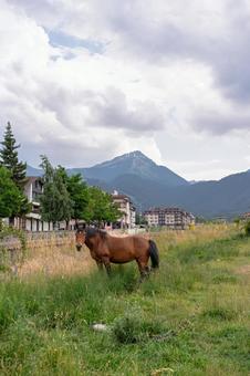 バンスコの風景と馬 バンスコの風景と馬 ブルガリア,ヨーロッパ,東欧の写真素材