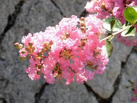 [Flower Photo] Pink Crape Myrtle, JPG