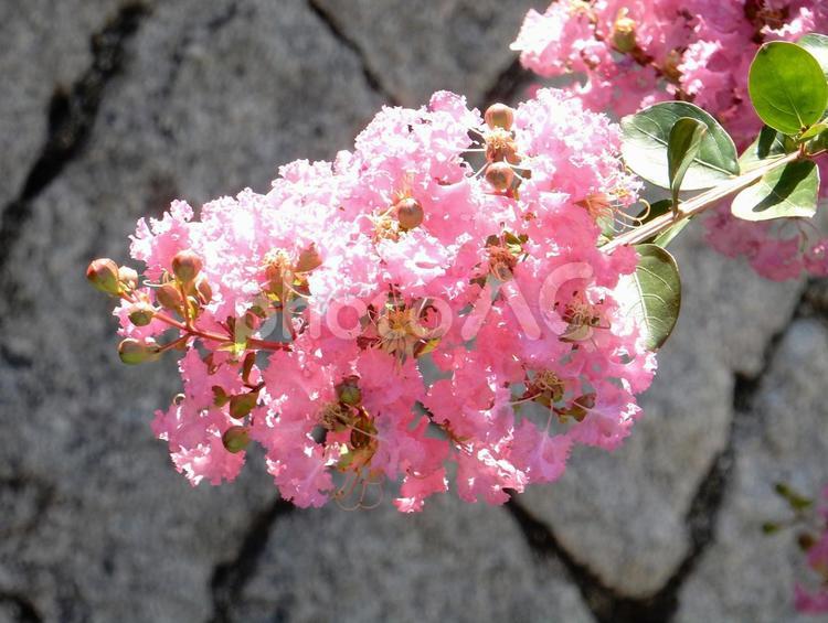 【花の写真】ピンクの百日紅 サルスベリ,百日紅,植物の写真素材