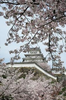 Photo, cherry blossoms, himeji castle, world heritage, 