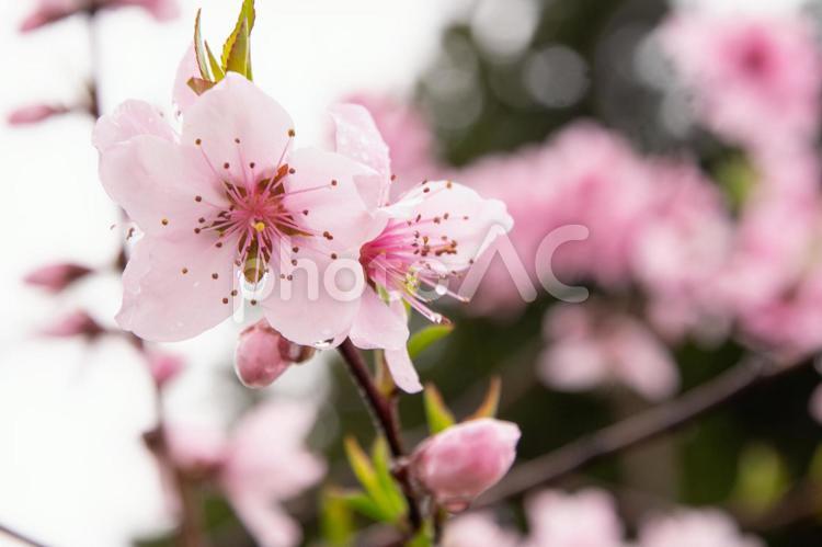 もも　４　桃の花 桃,もも,モモの写真素材