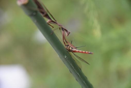 トンボを食べようとしている，カマキリ カマキリ,昆虫,捕食の写真素材