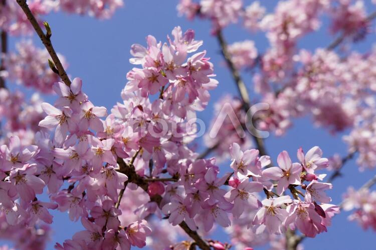 今年の一番目、桜 ピンク色,垂れ桜,青い空の写真素材