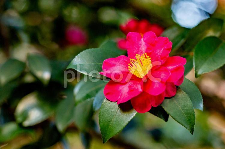 光に照らされる赤い山茶花と青空 山茶花,サザンカ,冬の写真素材