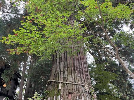 戸隠神社 戸隠神社 スギ,木,戸隠の写真素材