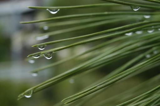 水滴 水滴の写真