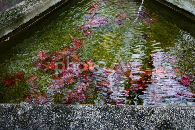 水盤に映る紅葉 紅葉,もみじ,水盤の写真素材
