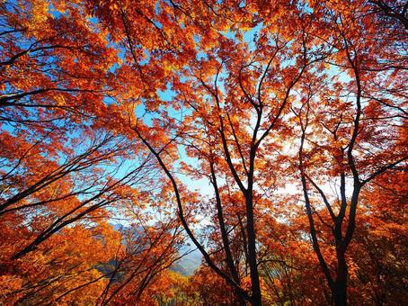 Autumn leaves (Kandayama), JPG