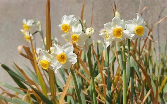 ニホンスイセン ニホンスイセン,水仙,日差しの写真素材