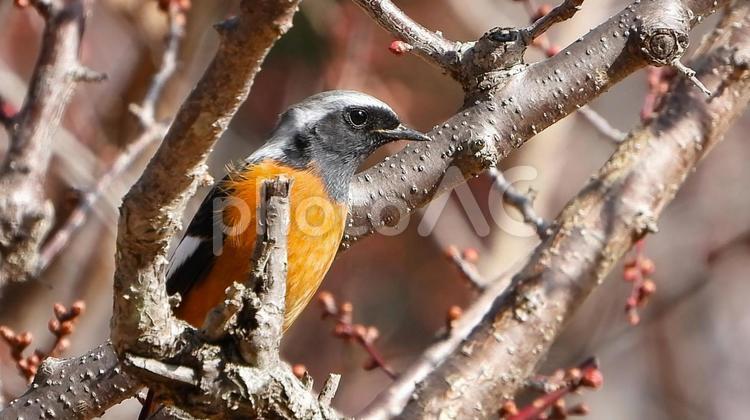 枝にとまるジョウビタキ　アップ ジョウビタキ,鳥,鳥類の写真素材